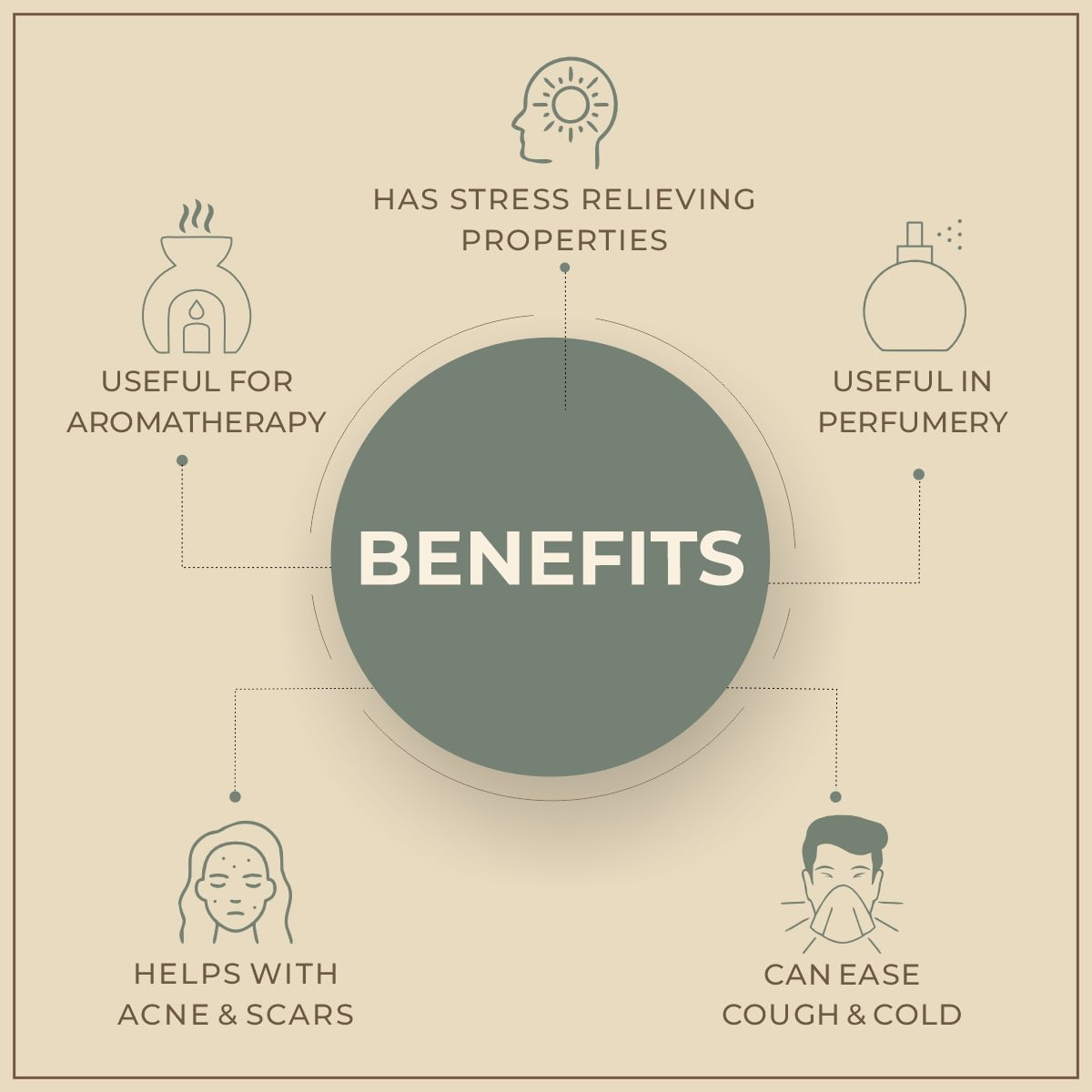 Salvia Natural Essential Oils Angelica Essential Oil, 100% Pure & Natural Salvia Natural Essential Oils Angelica Essential Oil, 100% Pure & Natural